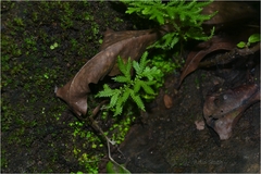 Selaginella delicatula